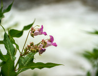 A Summer Afternoon at Bowmanville Creek Valley